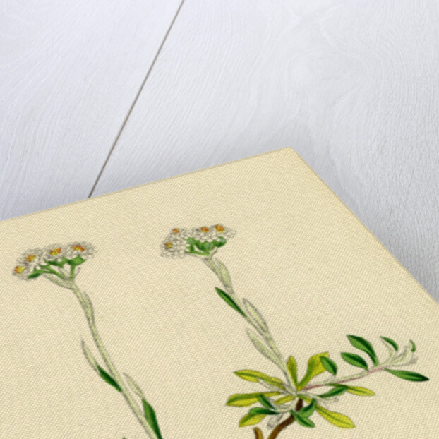 Gnaphalium Dioicum Var. Genuinum Mountain Everlasting Var. A. by Anonymous