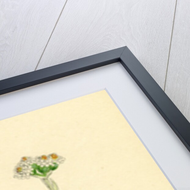 Gnaphalium Dioicum Var. Genuinum Mountain Everlasting Var. A. by Anonymous