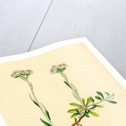 Gnaphalium Dioicum Var. Genuinum Mountain Everlasting Var. A. by Anonymous