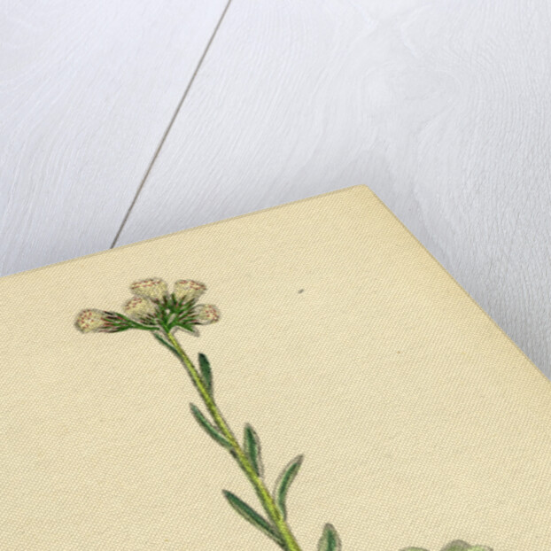 Gnaphalium Dioicum Var. Hyperboreum Mountain Everlasting Var. B. by Anonymous