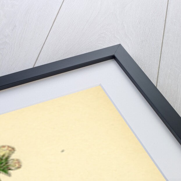 Gnaphalium Dioicum Var. Hyperboreum Mountain Everlasting Var. B. by Anonymous