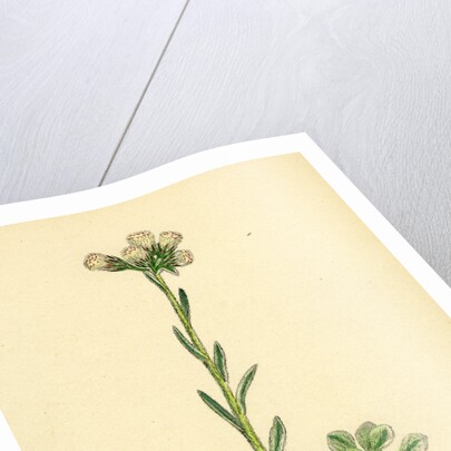 Gnaphalium Dioicum Var. Hyperboreum Mountain Everlasting Var. B. by Anonymous