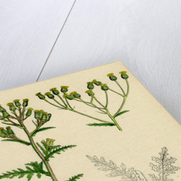 Senecio Sylvaticus Var. Genuinus Mountain Groundsel Var. A. by Anonymous