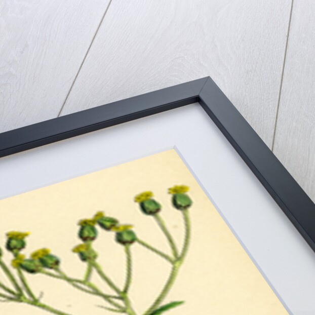 Senecio Sylvaticus Var. Genuinus Mountain Groundsel Var. A. by Anonymous