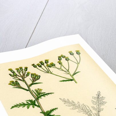 Senecio Sylvaticus Var. Genuinus Mountain Groundsel Var. A. by Anonymous