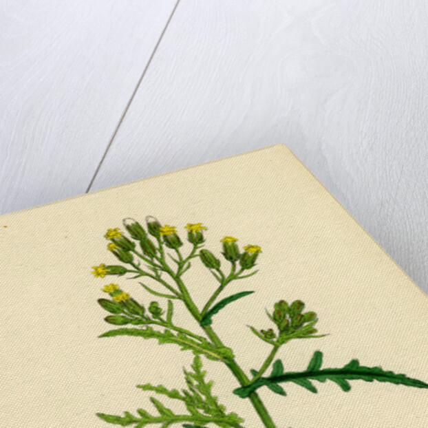 Senecio Sylvaticus Var. Auriculatus Mountain Groundsel Var. B. by Anonymous