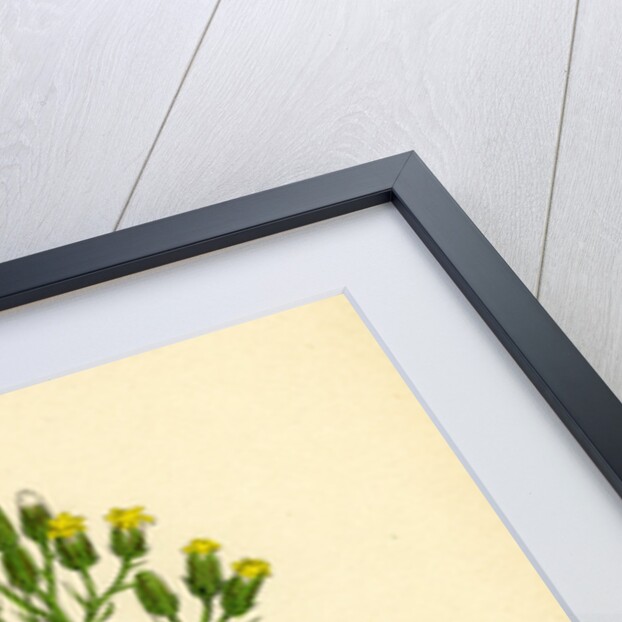 Senecio Sylvaticus Var. Auriculatus Mountain Groundsel Var. B. by Anonymous