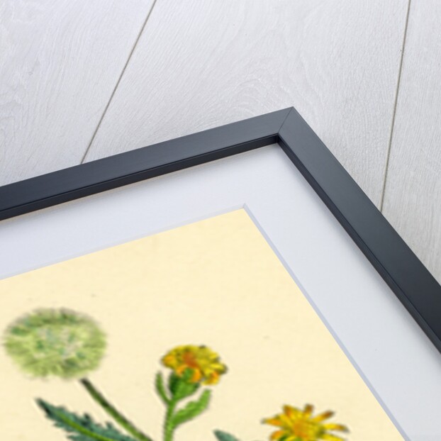 Senecio Viscosus Stinking Groundsel by Anonymous