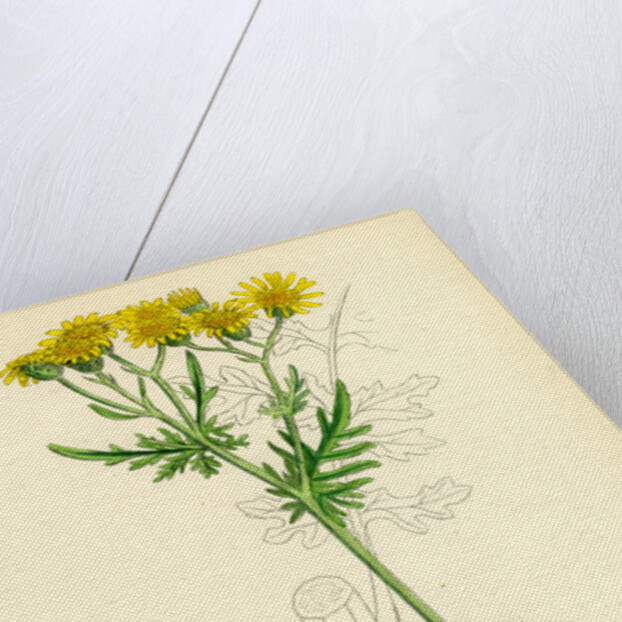 Senecio Jacobaea Common Ragwort by Anonymous