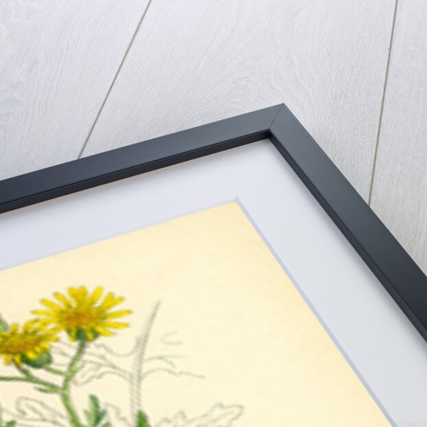 Senecio Jacobaea Common Ragwort by Anonymous