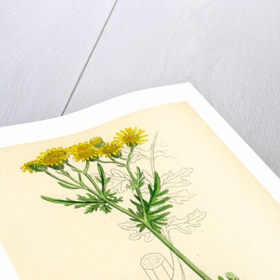 Senecio Jacobaea Common Ragwort by Anonymous