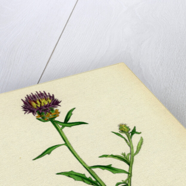 Centaurea Aspera Rough Star-Thistle by Anonymous