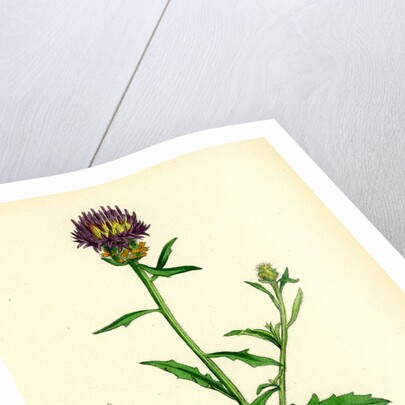 Centaurea Aspera Rough Star-Thistle by Anonymous