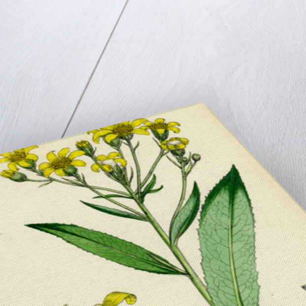 Senecio Saracenicus Broad-Leaved Ragwort by Anonymous