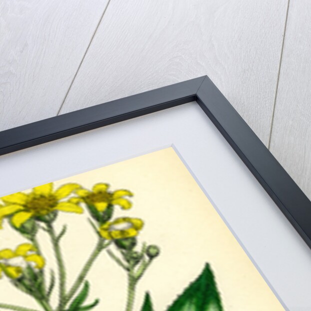 Senecio Saracenicus Broad-Leaved Ragwort by Anonymous