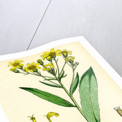 Senecio Saracenicus Broad-Leaved Ragwort by Anonymous