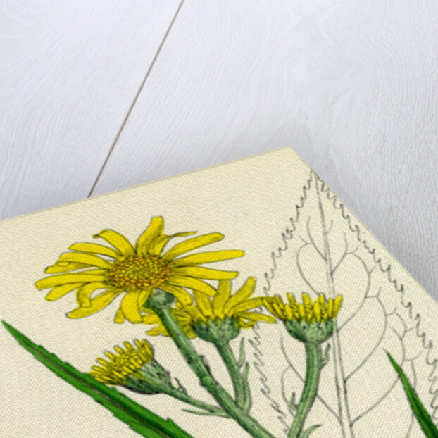 Senecio Paludosus Great Fen Ragwort by Anonymous