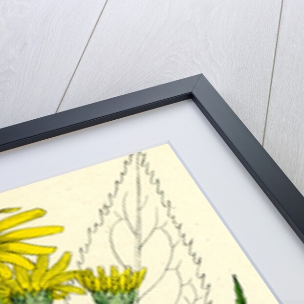 Senecio Paludosus Great Fen Ragwort by Anonymous