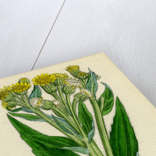 Senecio Palustris Marsh Fleawort by Anonymous