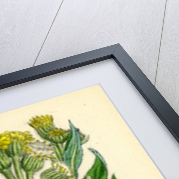 Senecio Palustris Marsh Fleawort by Anonymous