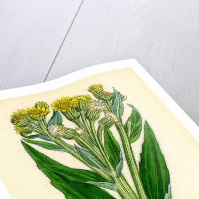 Senecio Palustris Marsh Fleawort by Anonymous