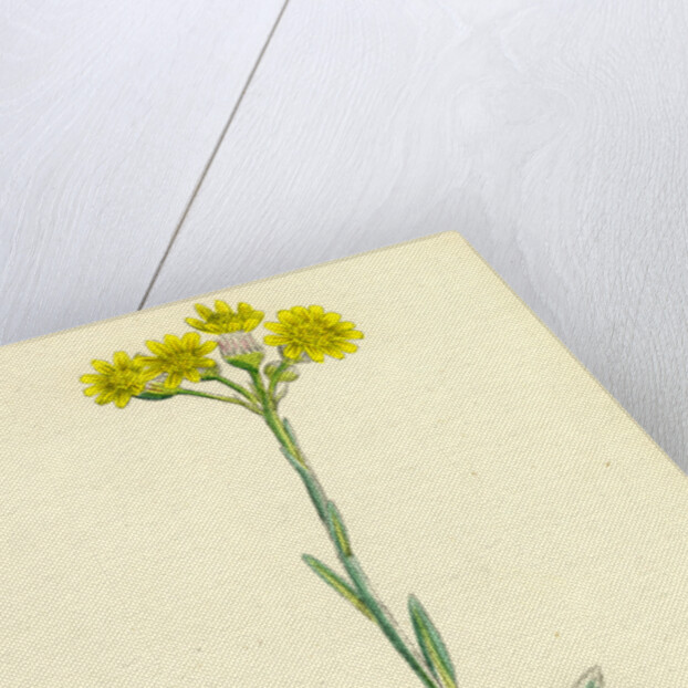 Senecio Campestris Field Fleawort by Anonymous