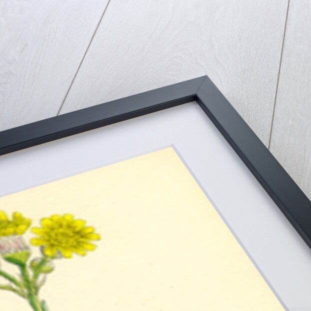 Senecio Campestris Field Fleawort by Anonymous