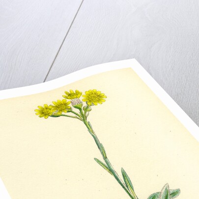 Senecio Campestris Field Fleawort by Anonymous