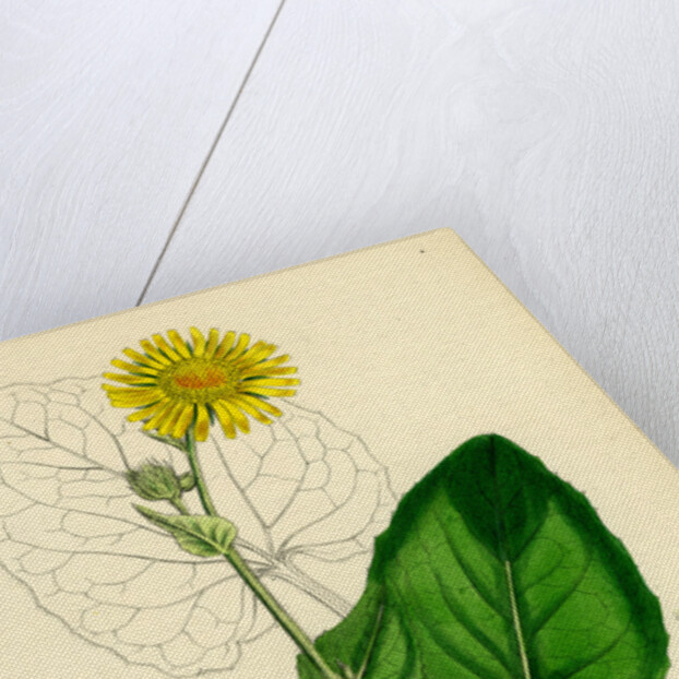 Doronicum Pardalianches Great Leopard's-Bane by Anonymous