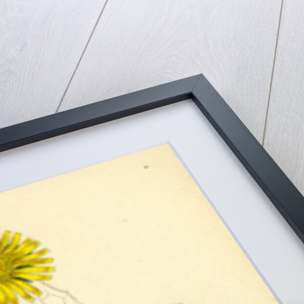 Doronicum Pardalianches Great Leopard's-Bane by Anonymous