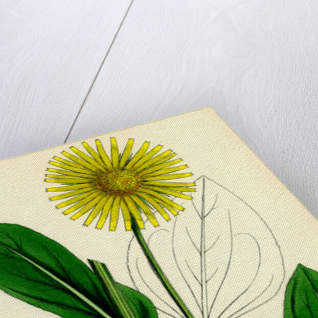 Doronicum Plantagineum Plantain-Leaved Leopard's-Bane by Anonymous