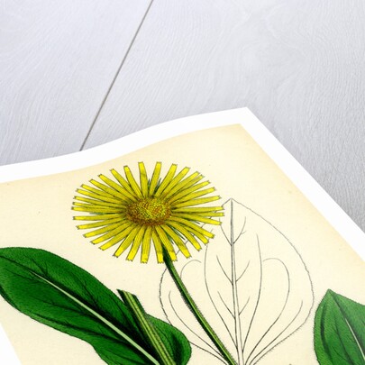 Doronicum Plantagineum Plantain-Leaved Leopard's-Bane by Anonymous