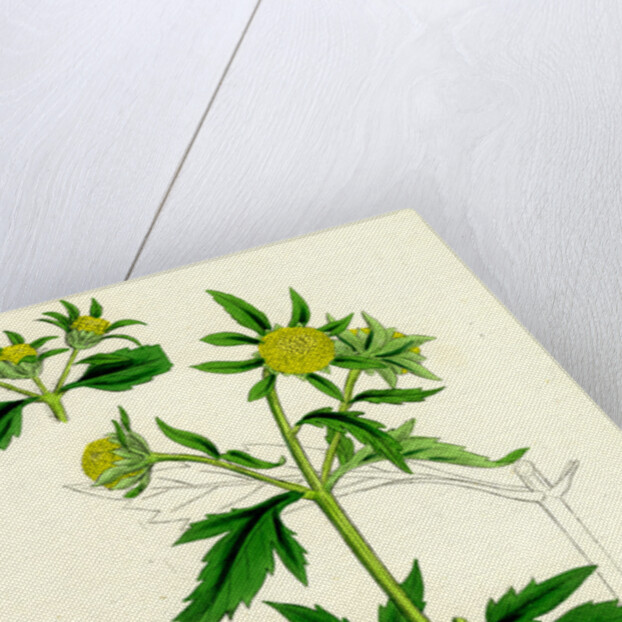 Bidens Tripartita Tripartite Bur-Marygold by Anonymous