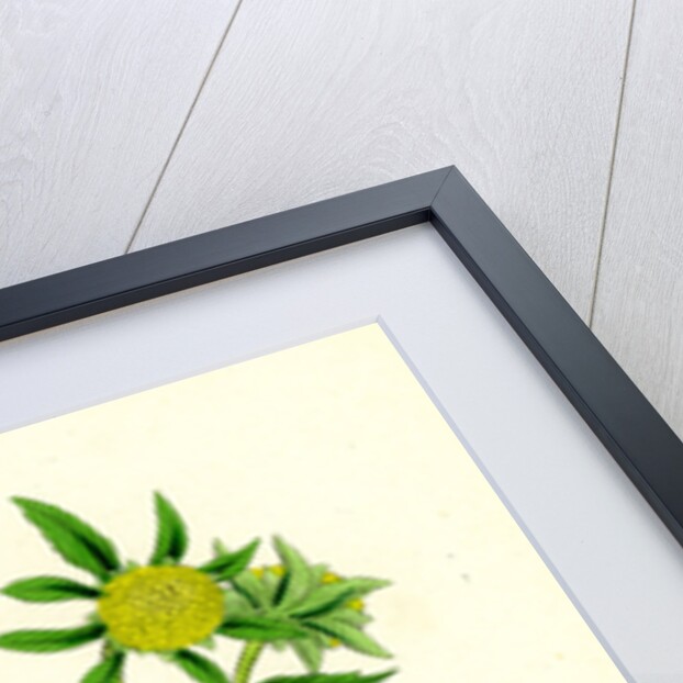 Bidens Tripartita Tripartite Bur-Marygold by Anonymous