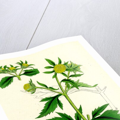 Bidens Tripartita Tripartite Bur-Marygold by Anonymous