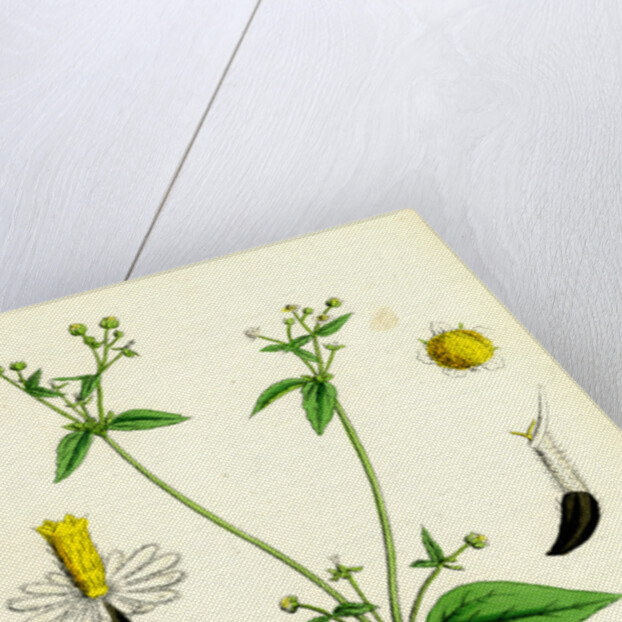 Galinsoga Parviflora Small-Flowered Galinsoga by Anonymous