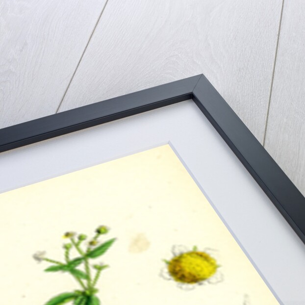 Galinsoga Parviflora Small-Flowered Galinsoga by Anonymous