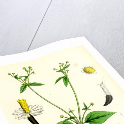 Galinsoga Parviflora Small-Flowered Galinsoga by Anonymous