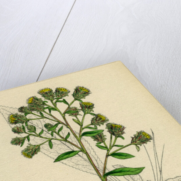 Inula Conyza Ploughman's Spikenard by Anonymous