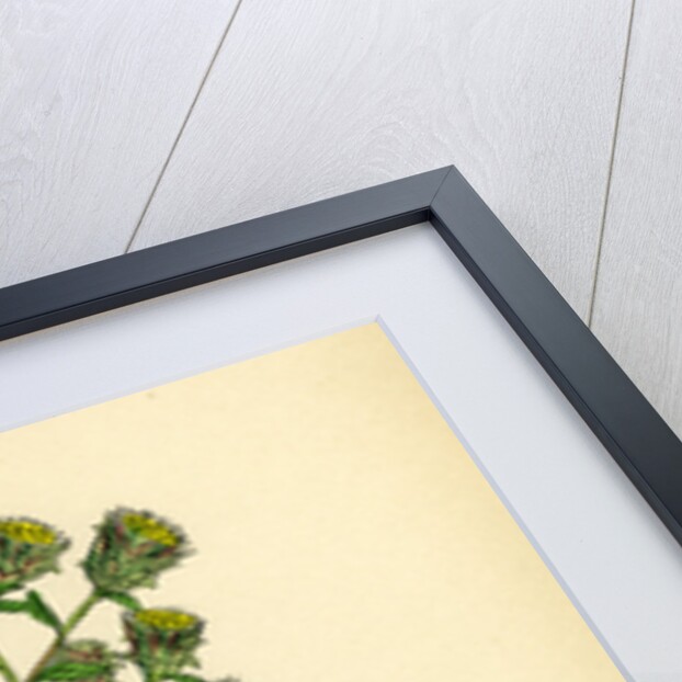 Inula Conyza Ploughman's Spikenard by Anonymous