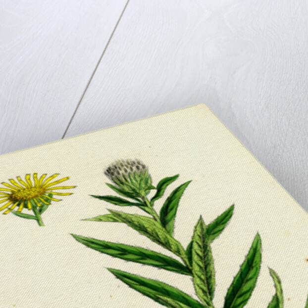 Inula Salicina Willow-Leaved Inula by Anonymous