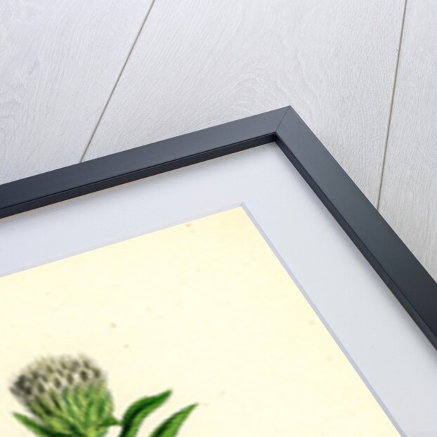 Inula Salicina Willow-Leaved Inula by Anonymous