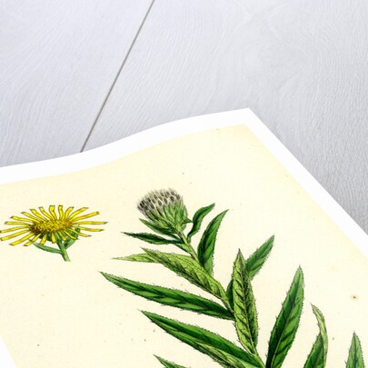 Inula Salicina Willow-Leaved Inula by Anonymous