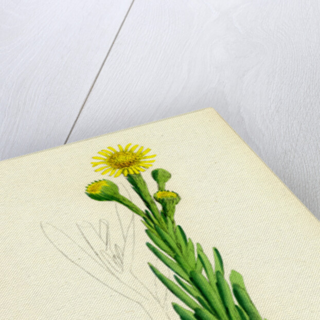 Inula Crithmoides Golden Samphire by Anonymous