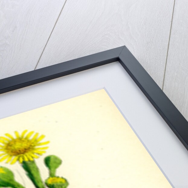 Inula Crithmoides Golden Samphire by Anonymous