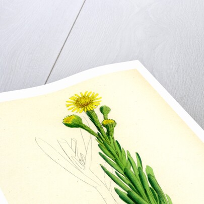 Inula Crithmoides Golden Samphire by Anonymous