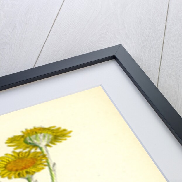 Inula Dysenterica Greater Fleabane by Anonymous