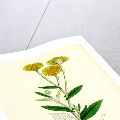 Inula Dysenterica Greater Fleabane by Anonymous