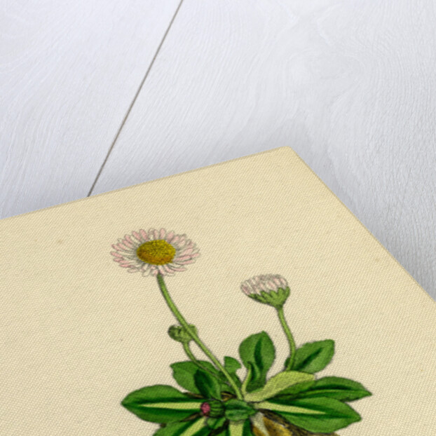 Bellis Perennis Common Daisy by Anonymous