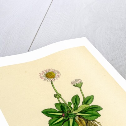 Bellis Perennis Common Daisy by Anonymous